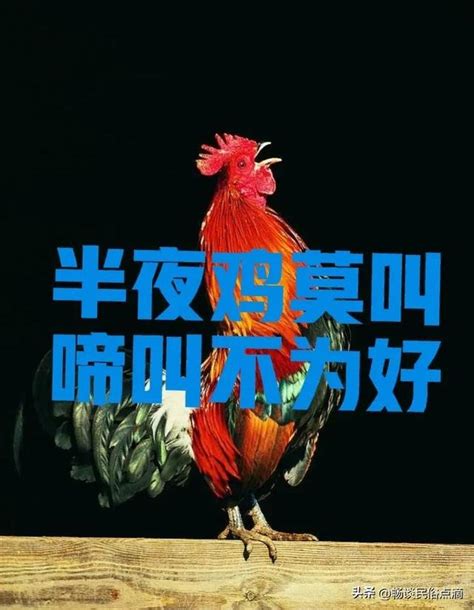 公雞晚上叫|老話：「半夜雞莫叫，啼叫不為好」！難道雞叫不好？。